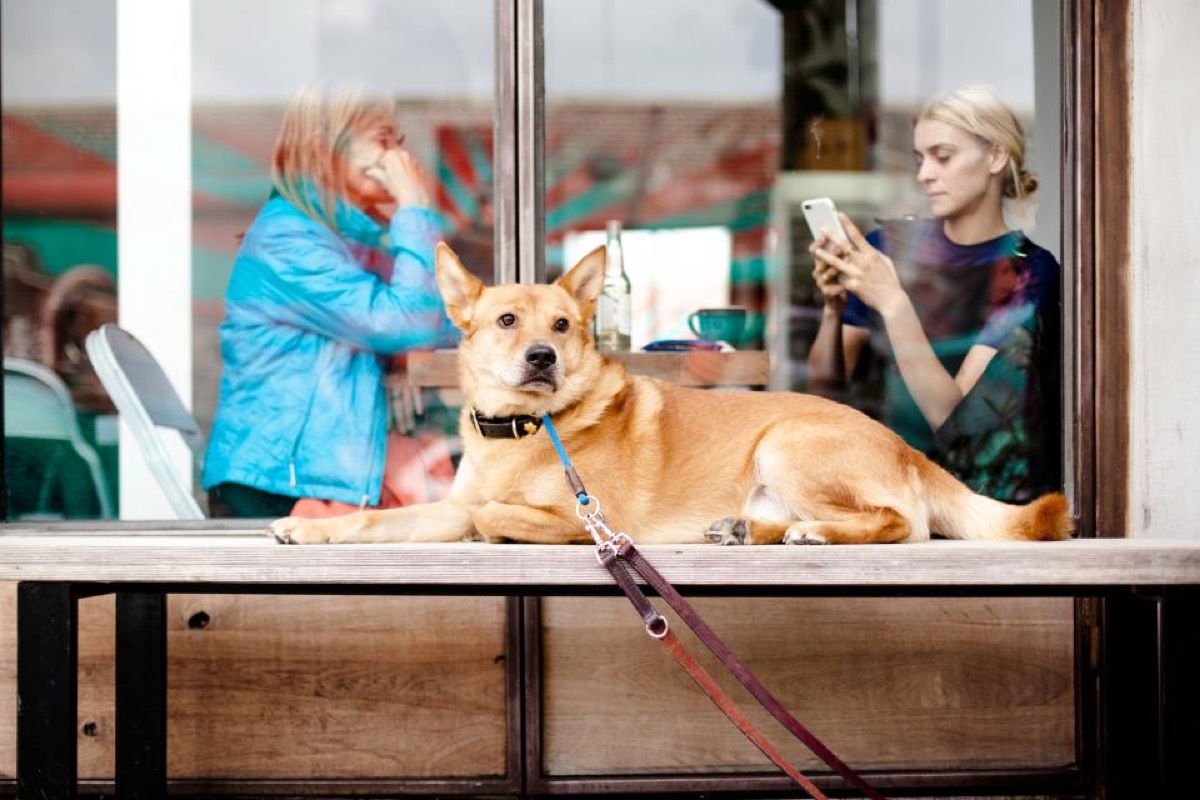 A golden dog on a leash lying on a windowsill bench outside a cafe, with two patrons visible inside