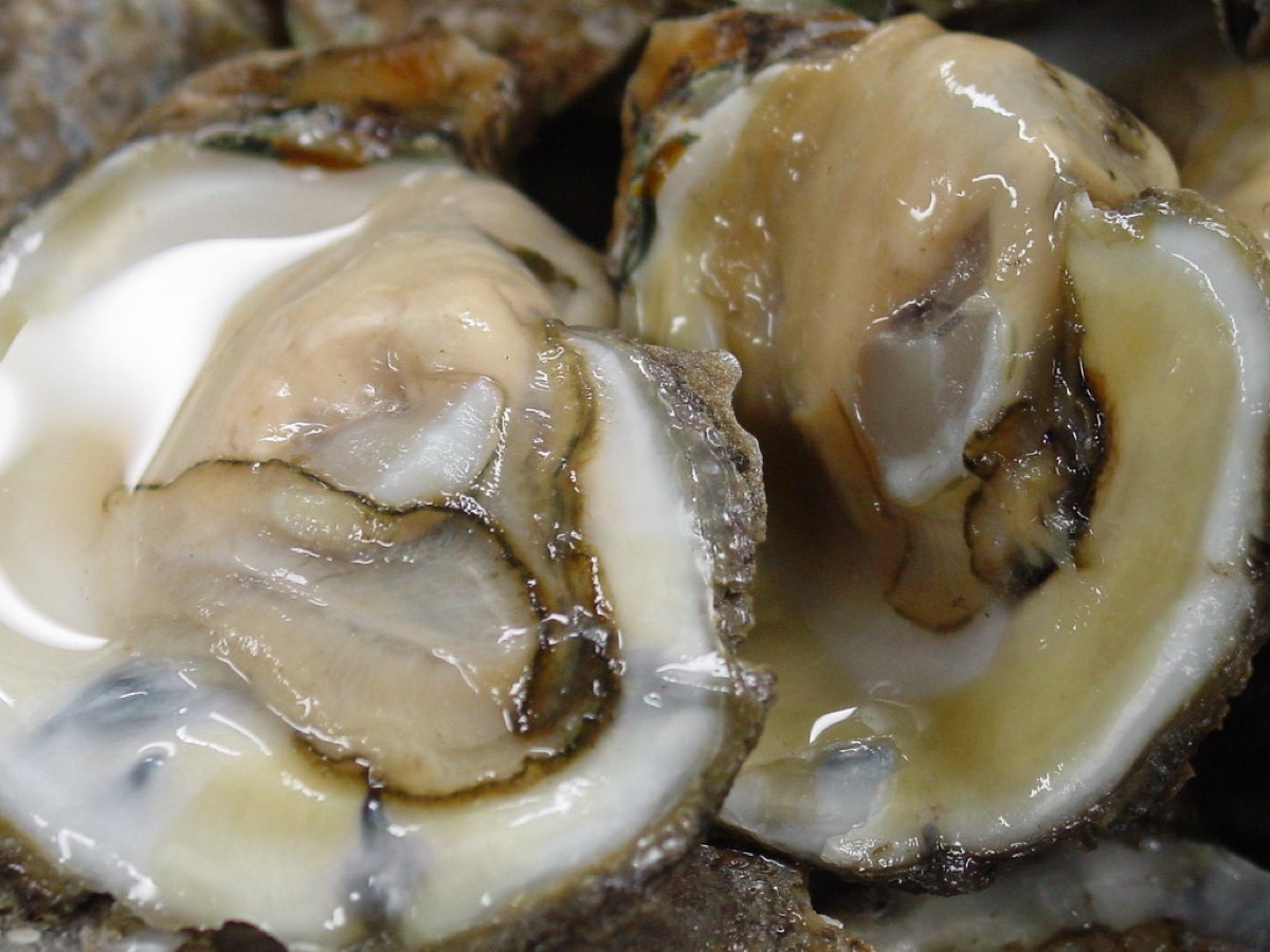 A close-up of freshly shucked oysters on the half shell, glistening and ready to eat